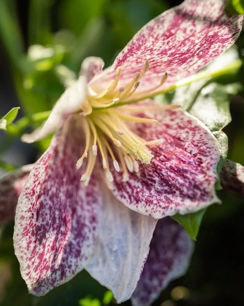 Winter Clematis