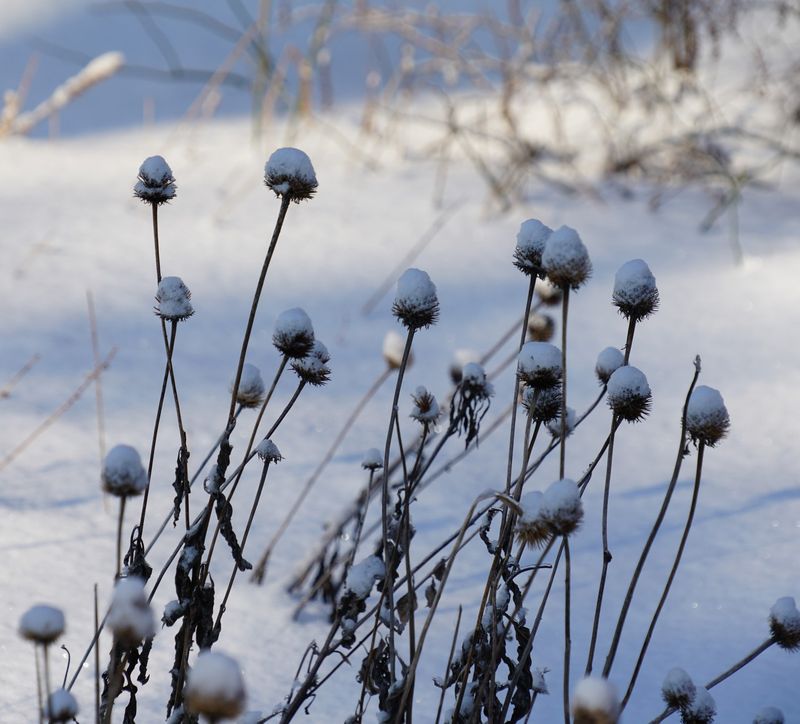 Winter Garden Interest