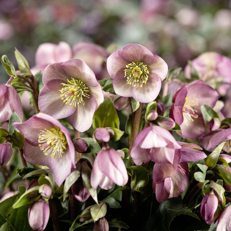 Hellebore
