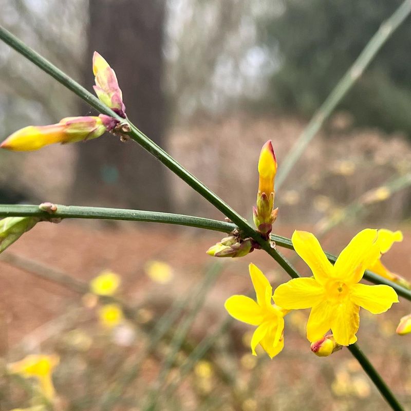 Winter Jasmine