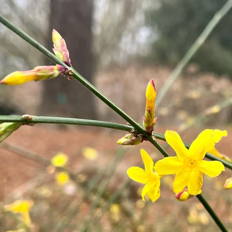Winter Jasmine