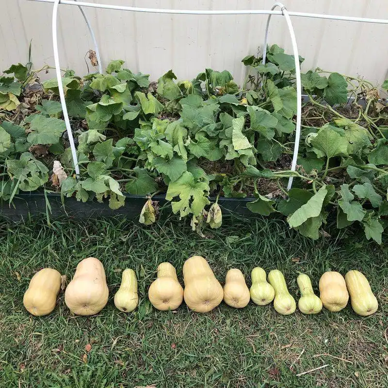 Winter Squash