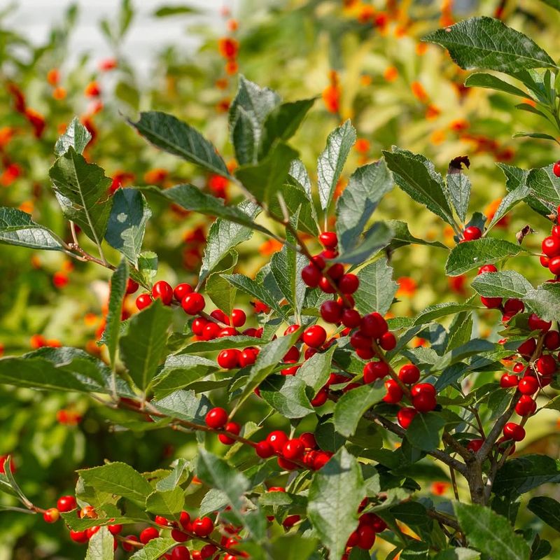 Winterberry (Ilex verticillata)