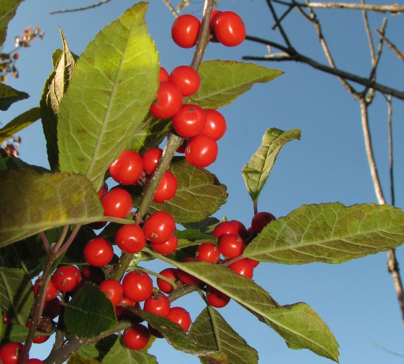 Winterberry