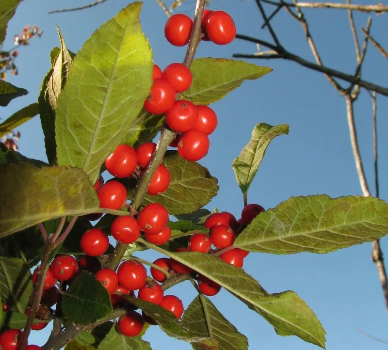 Winterberry