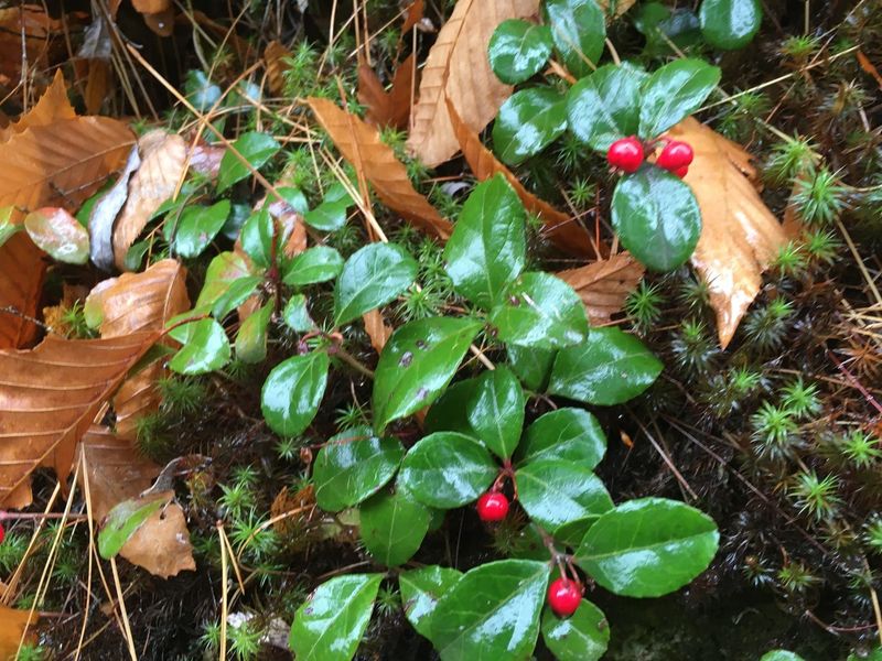 Wintergreen