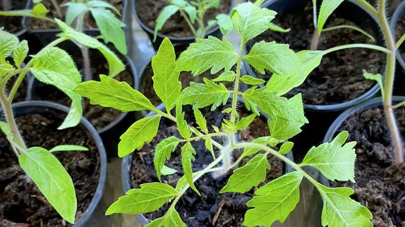 Tomato