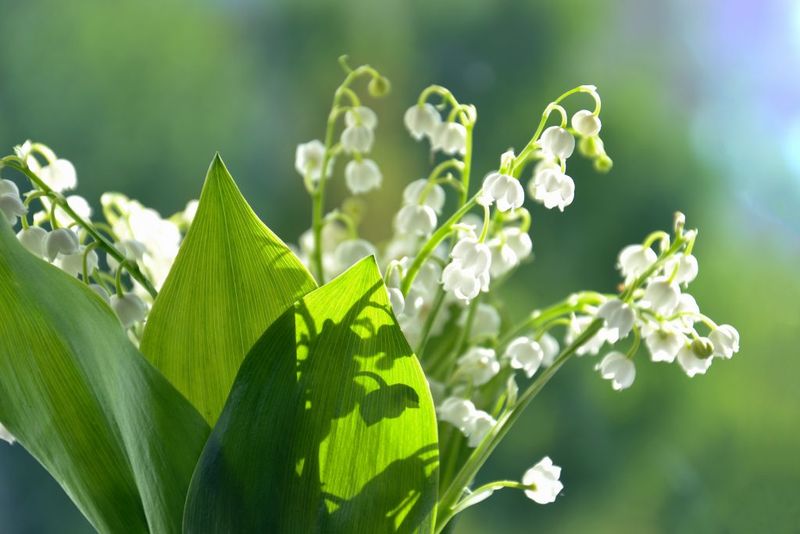 Lily of the Valley