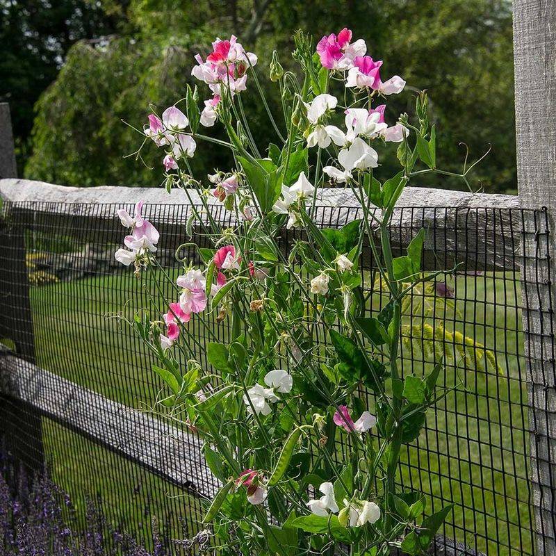 Sweet Pea
