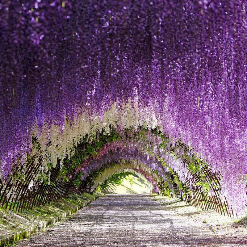 Wisteria