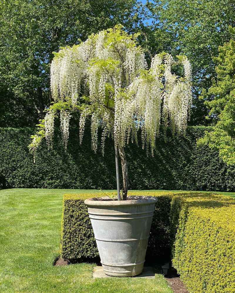 Wisteria