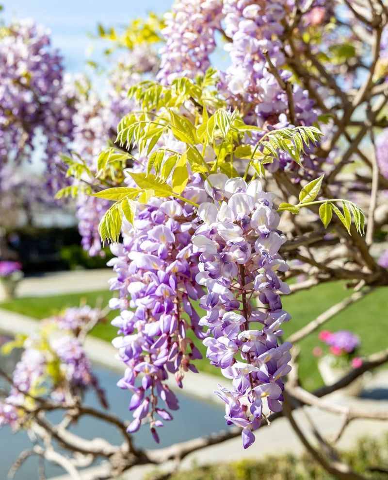 Wisteria