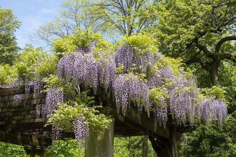 Wisteria