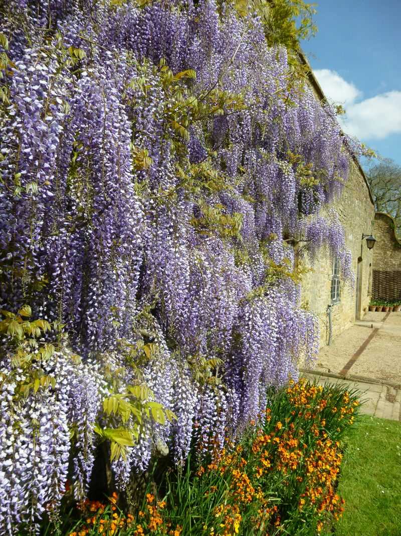 Wisteria