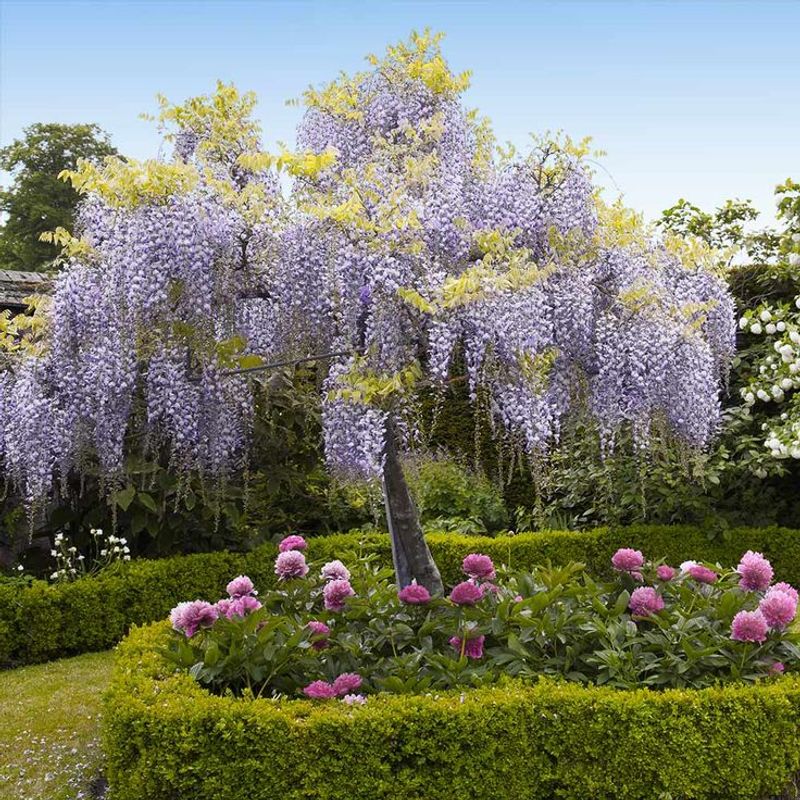 Wisteria
