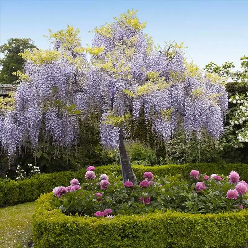 Wisteria