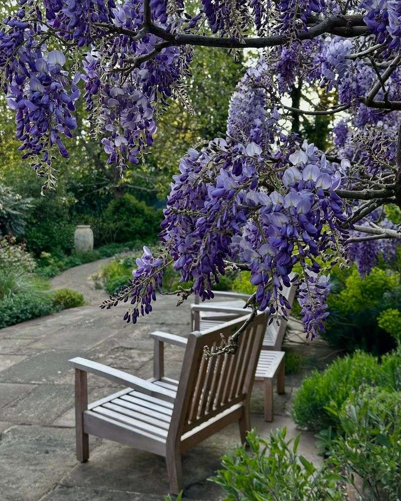Wisteria