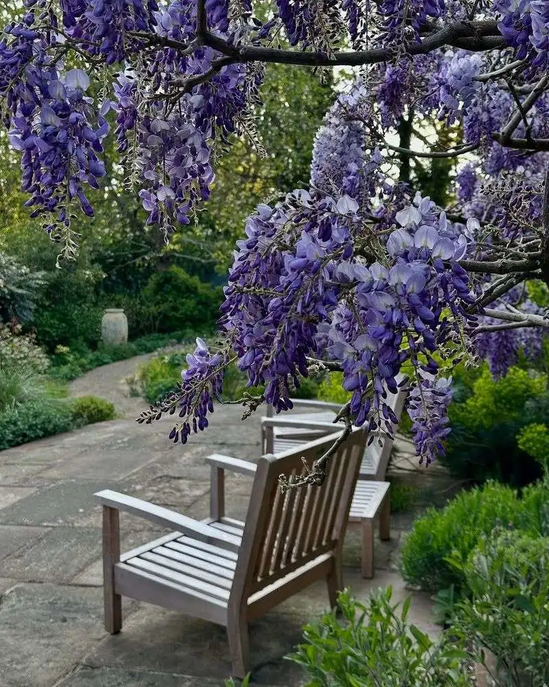 Wisteria