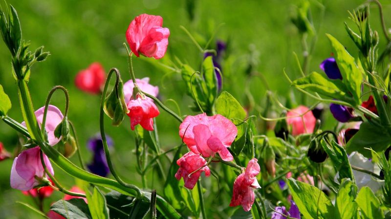 Sweet Pea