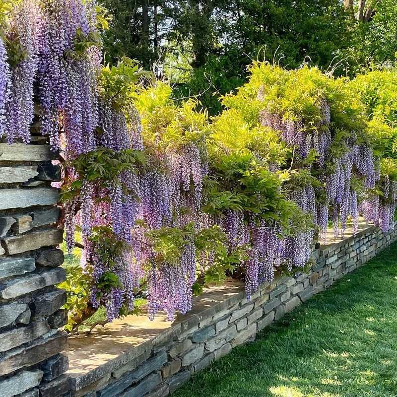 Wisteria Wonder