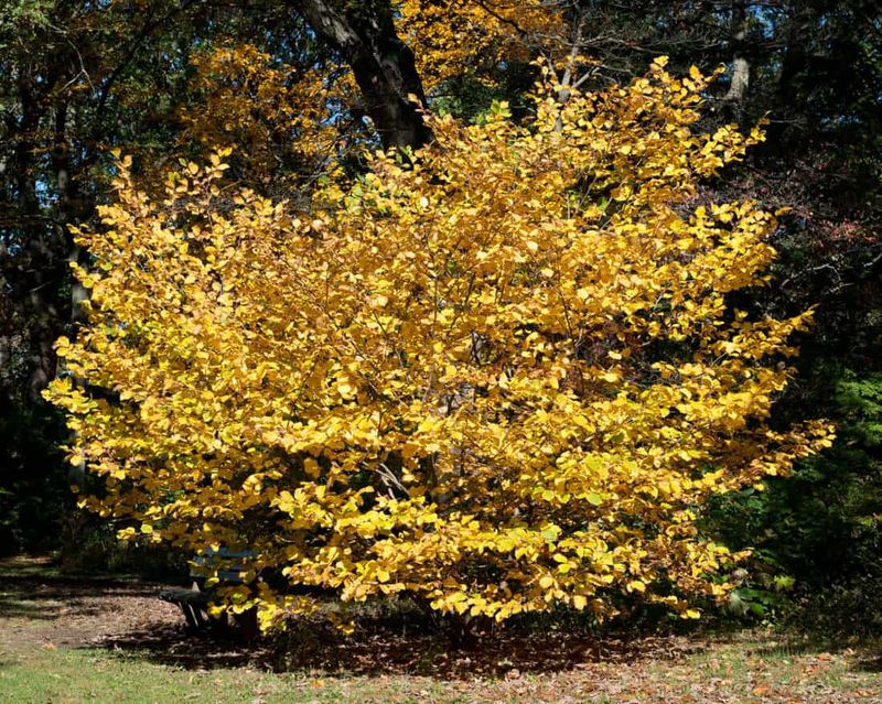 Witch Hazel (Hamamelis spp.)