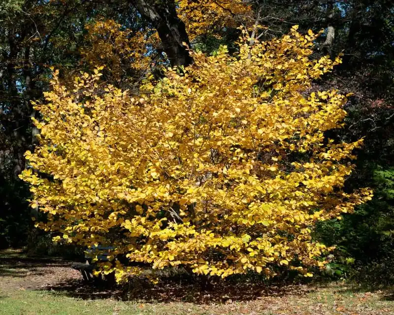 Witch Hazel (Hamamelis spp.)