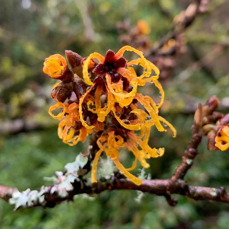 Witch Hazel