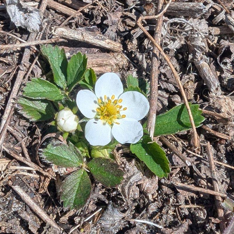 Wood Anemone