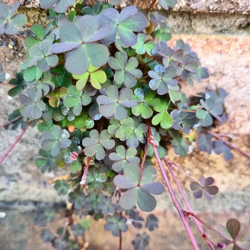 Wood Sorrel