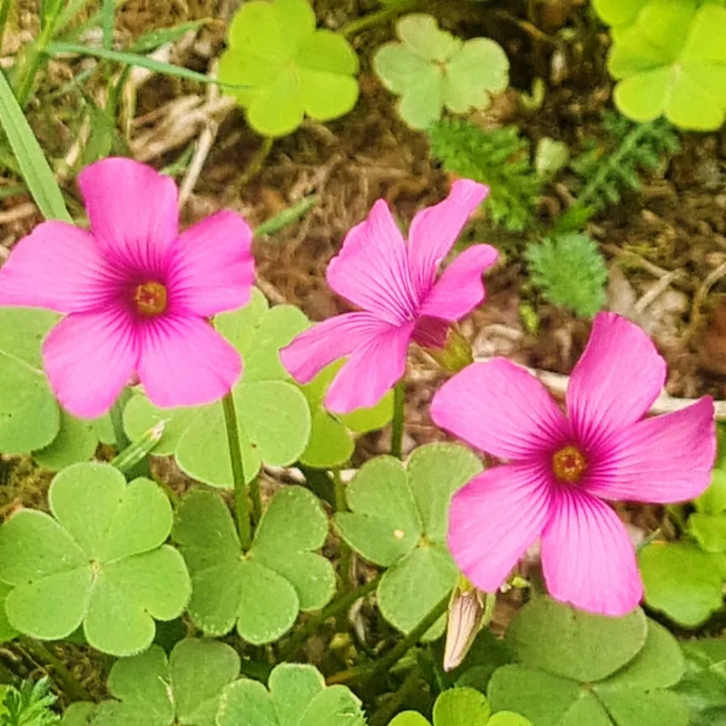 Wood Sorrel