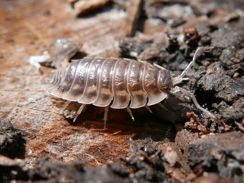 Woodlice