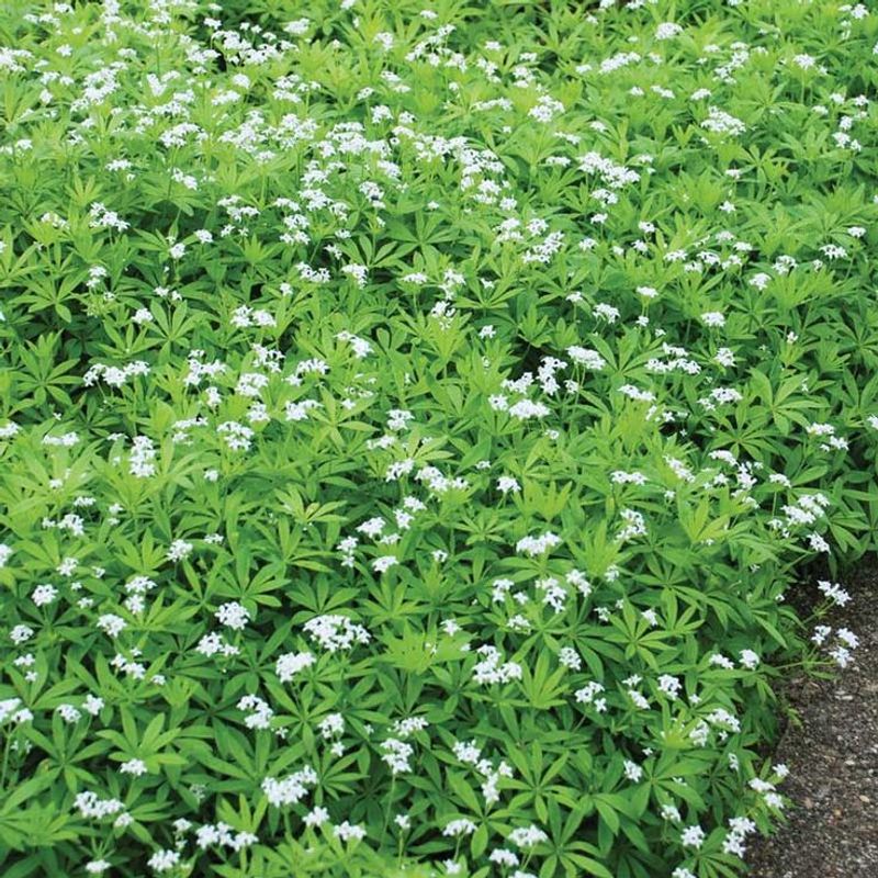 Woodruff
