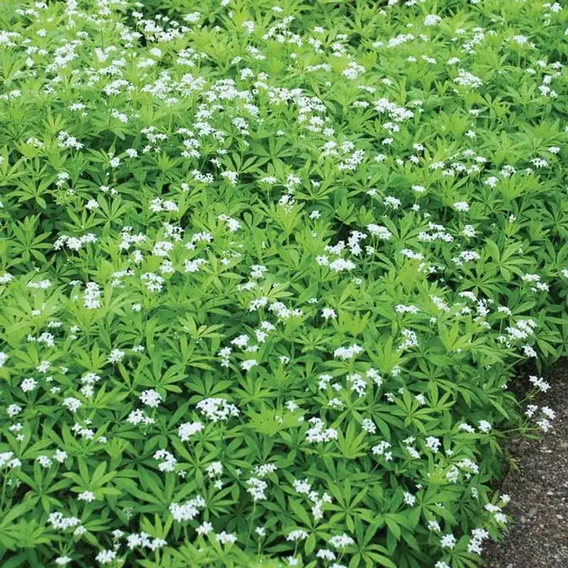 Woodruff