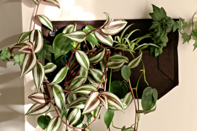 Woolly Pocket Living Wall