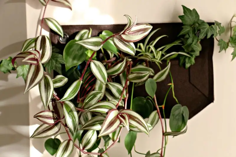 Woolly Pocket Living Wall