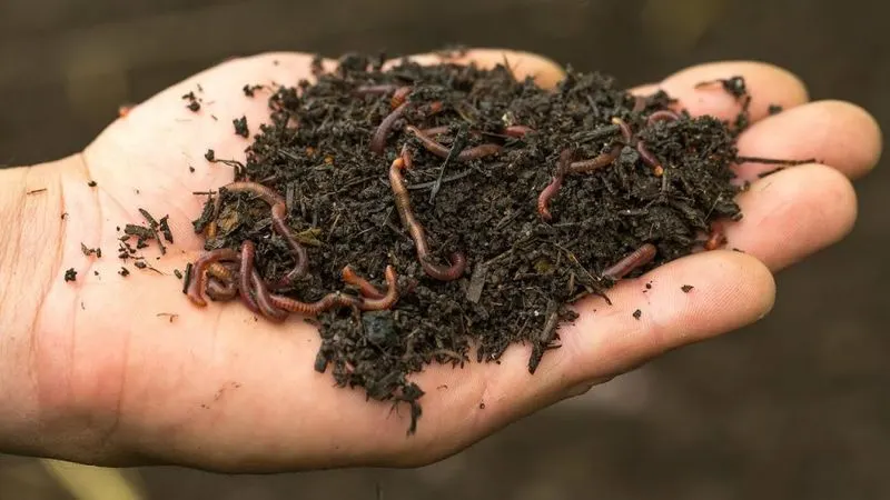 Worm Attraction