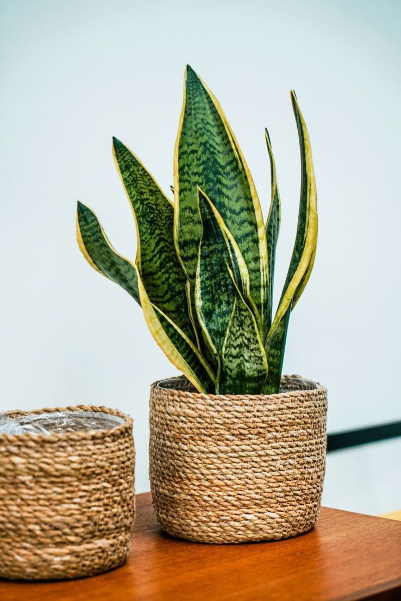 Woven Basket Planter