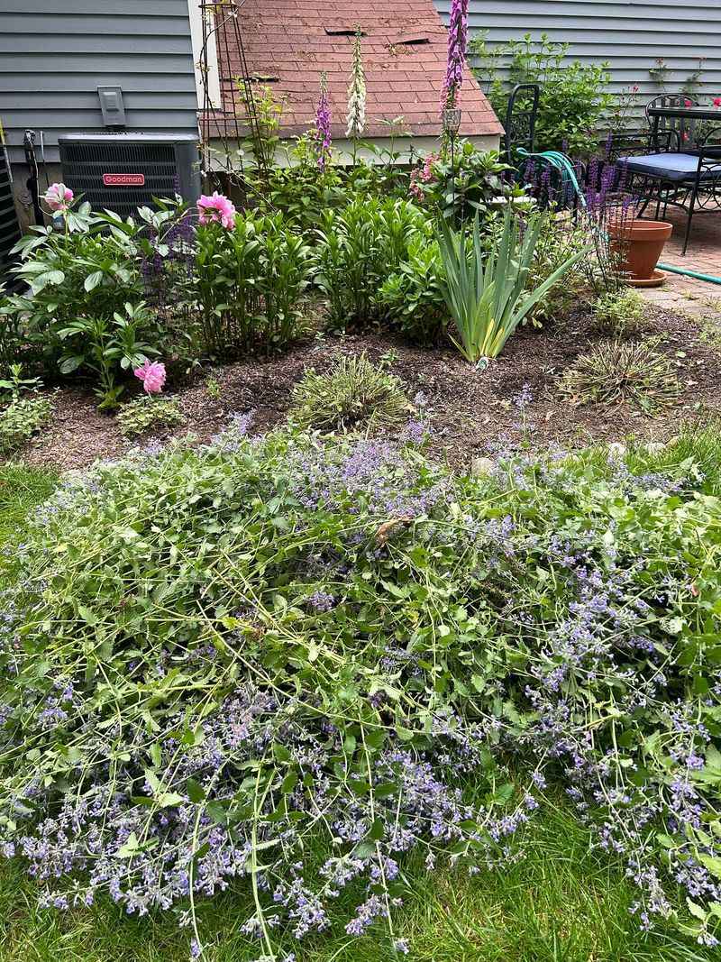 Wrong Plant Choices