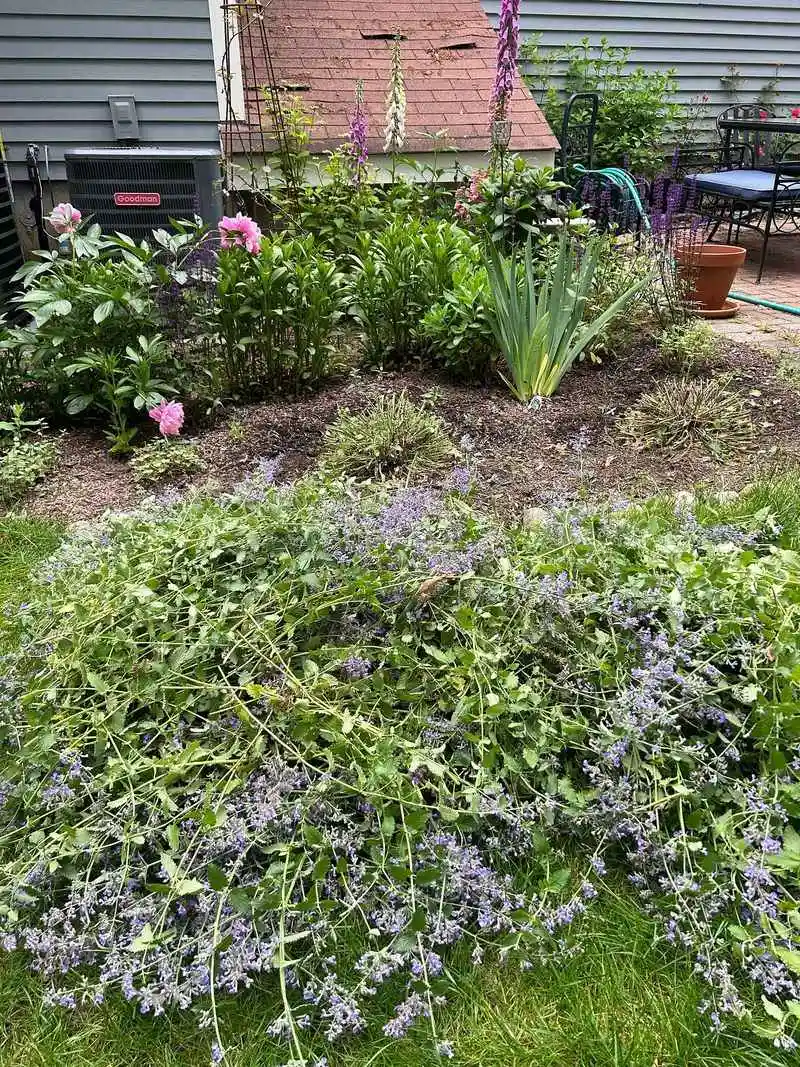 Wrong Plant Choices