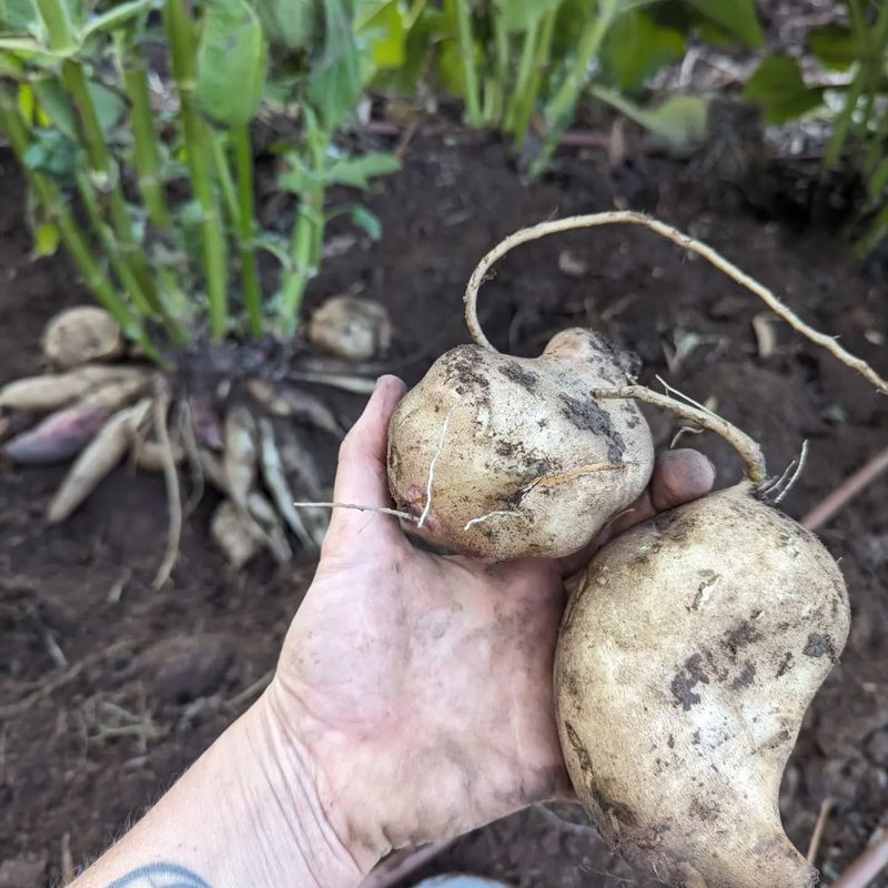 Yacon (Smallanthus sonchifolius)