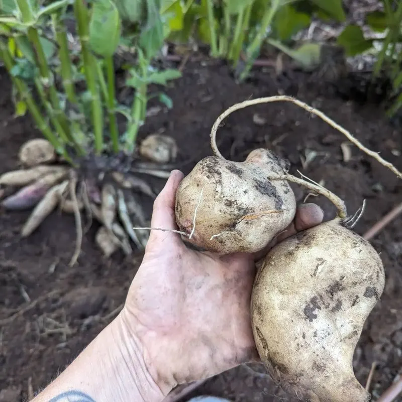 Yacon (Smallanthus sonchifolius)