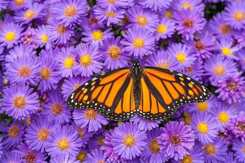 Aster