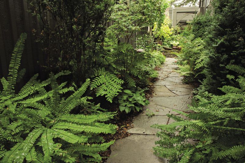 Ferns