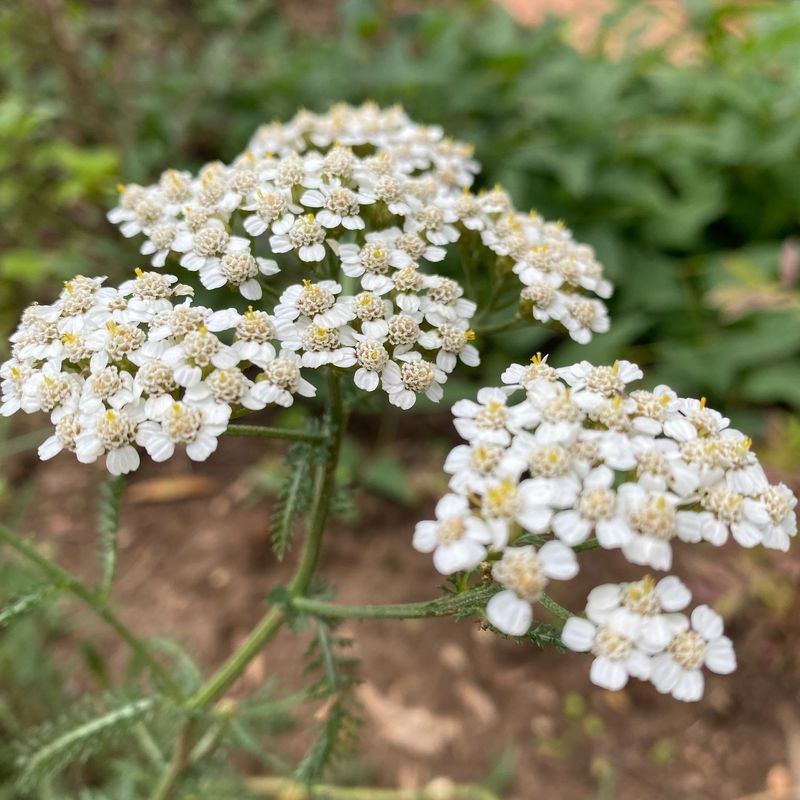 Yarrow