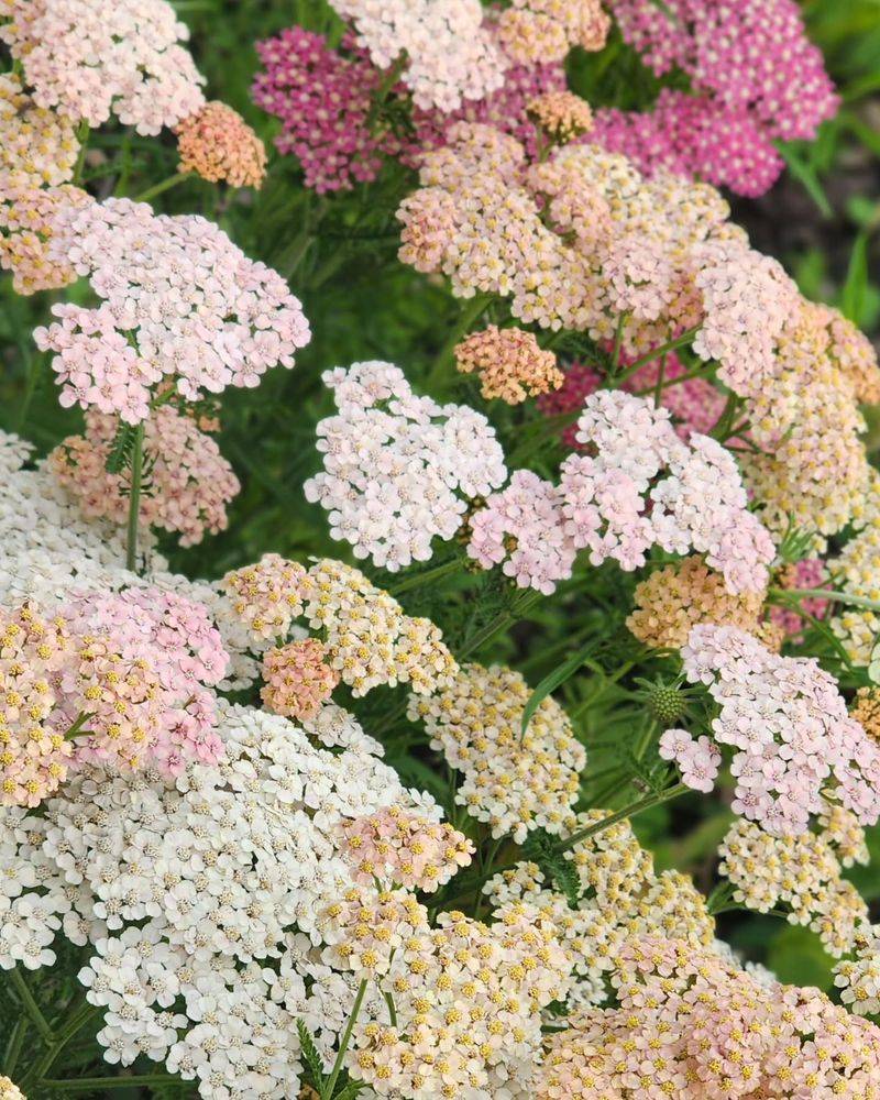 Yarrow