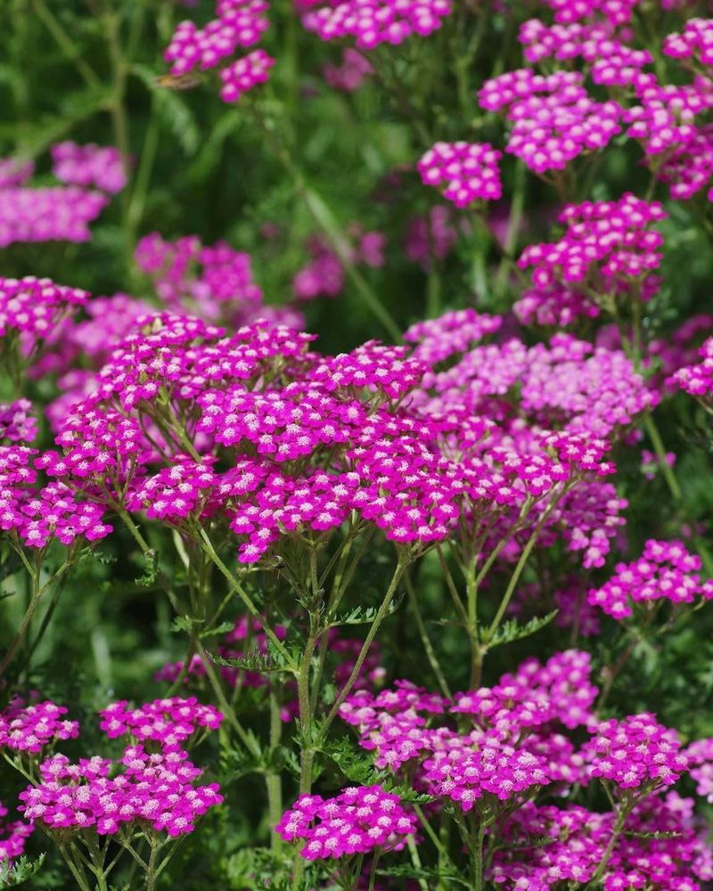 Yarrow