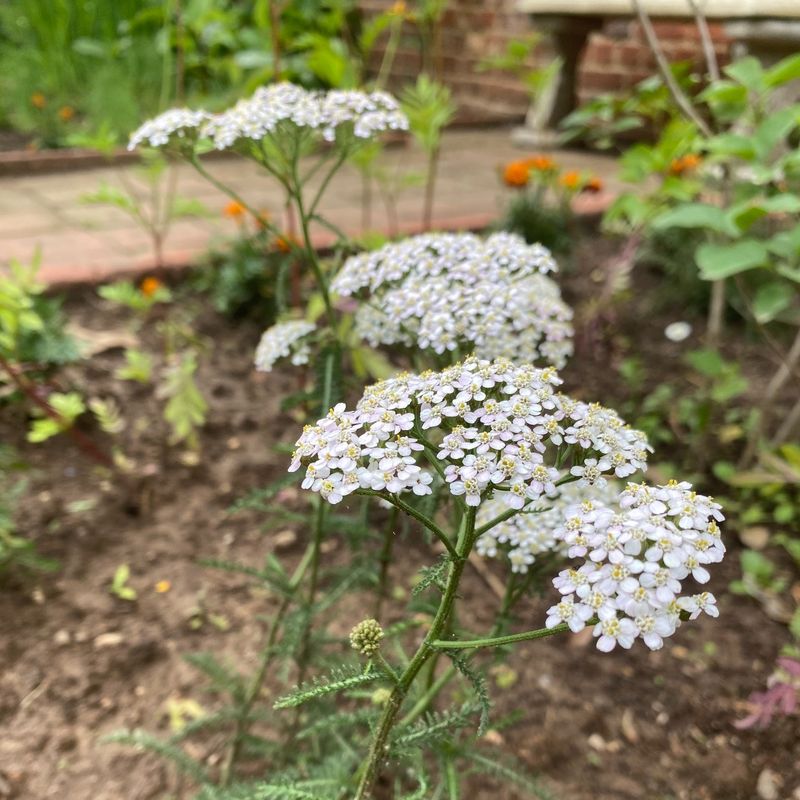 Yarrow