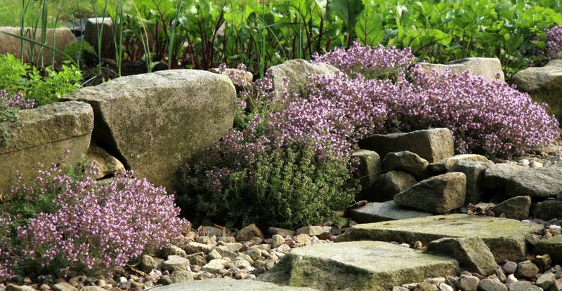 Thyme