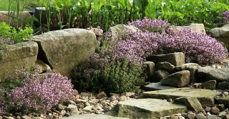 Thyme