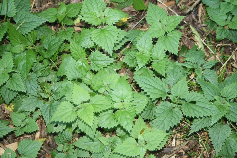 Nettle
